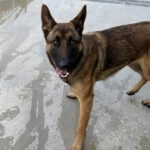 Malinois Mischling Zana, 01/2025, Endgröße ca. 65 cm