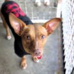 Podenco Maneto Zape, 12/2024, ca. 35 cm