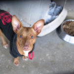 Podenco Maneto Zape, 12/2024, ca. 35 cm