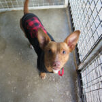 Podenco Maneto Zape, 12/2024, ca. 35 cm