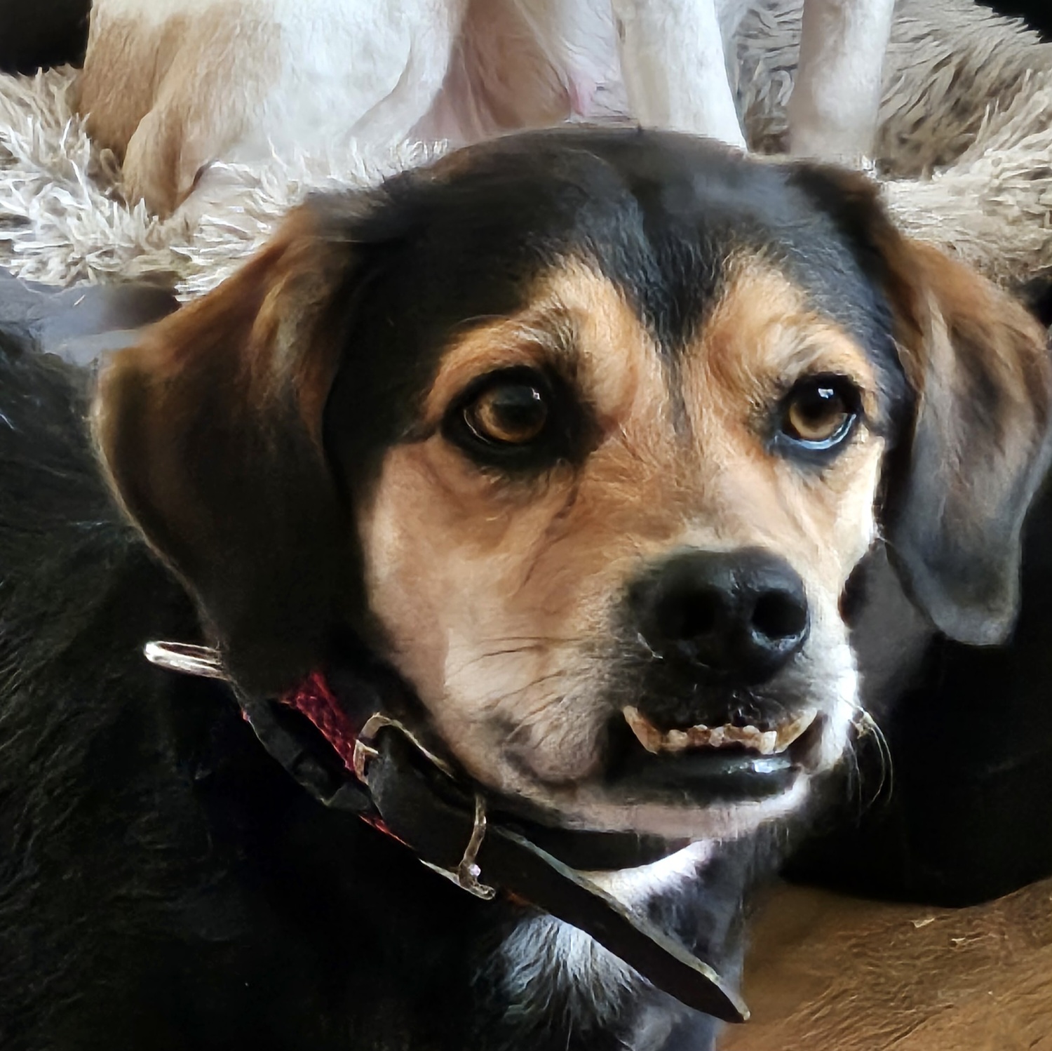 Mischling Zeus, 03/2021, ca. 45 cm, 73614 Schorndorf