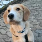 Mischling Lima, 08/2025, Endgröße 53 cm, 28717 Bremen