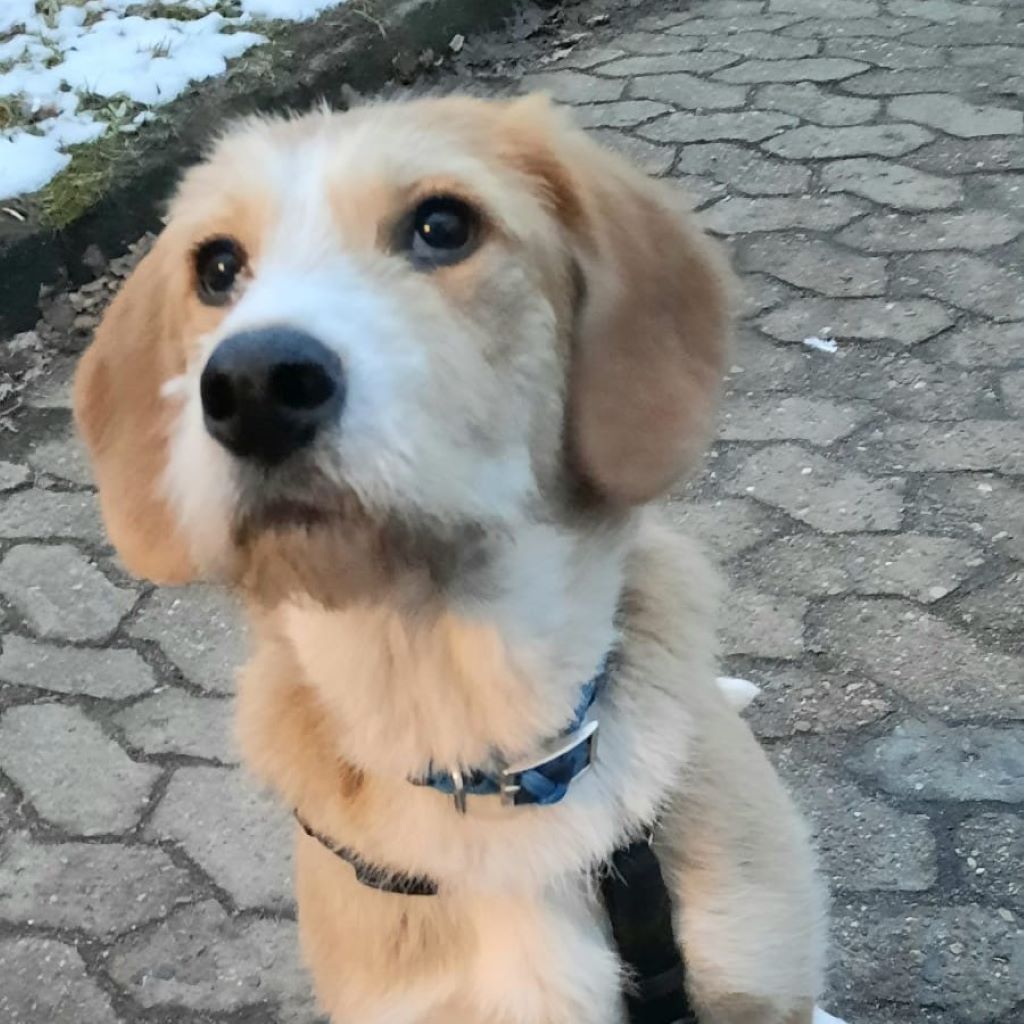 Mischling Lima, 08/2025, Endgröße 53 cm, 28717 Bremen