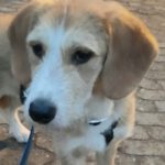 Mischling Lima, 08/2025, Endgröße 53 cm, 28717 Bremen