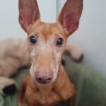 Podenco Maneto Niña , 02/2017, ca. 35 cm, 41540 Dormagen