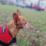 Podenco Maneto Niña , 02/2017, ca. 35 cm, 41540 Dormagen