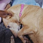 Podenco Maneto Niña , 02/2017, ca. 35 cm, 41540 Dormagen