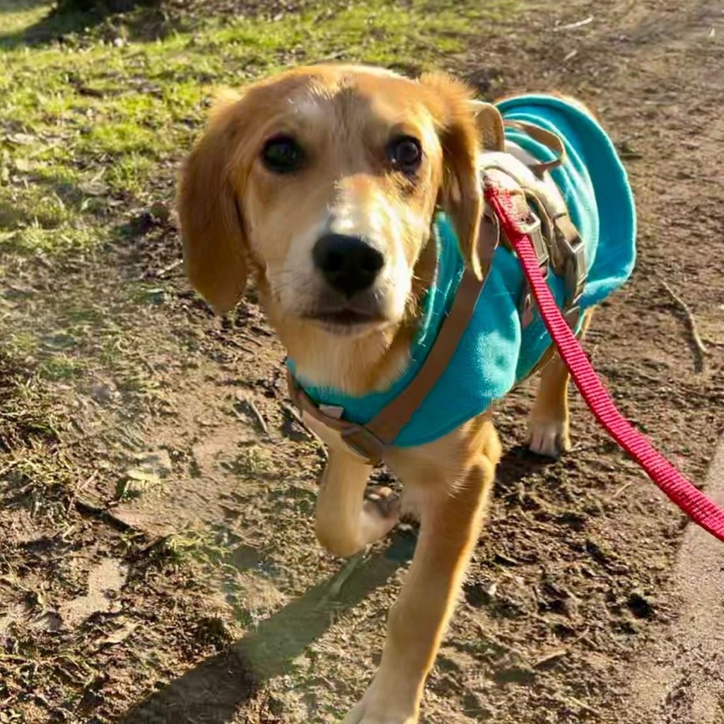 Mischling Almina, 08/2025, Endgröße ca. 50-55 cm,39116 Magdeburg