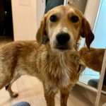 Mischling Almina, 08/2025,  Endgröße ca. 50-55 cm,39116 Magdeburg