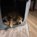 Mischling Almina, 08/2025,  Endgröße ca. 50-55 cm,39116 Magdeburg