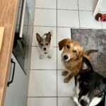 Mischling Almina, 08/2025,  Endgröße ca. 50-55 cm,39116 Magdeburg