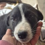 Mischling Alva, 11/2025, Endgröße ca. 55- 60 cm