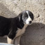 Mischling Alva, 11/2025, Endgröße ca. 43 cm