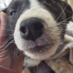 Mischling Alva, 11/2025, Endgröße ca. 43 cm