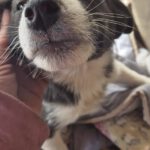 Mischling Alva, 11/2025, Endgröße ca. 43 cm