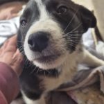 Mischling Alva, 11/2025, Endgröße ca. 43 cm