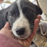 Mischling Alva, 11/2025, Endgröße ca. 43 cm