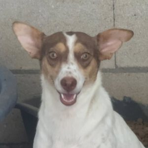 Podenco Amiera, 03/2023, ca. 40 cm