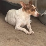 Podenco Amiera, 03/2023, ca. 40 cm