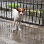 Podenco Amiera, 03/2023, ca. 40 cm