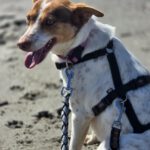 Podenco Amiera, 03/2023, ca. 40 cm