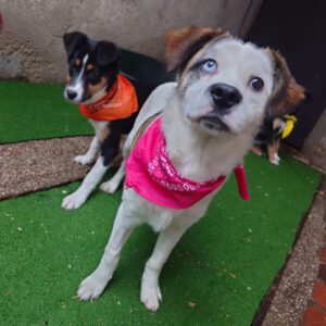 Mischling Amira, 09/2025, Endgröße ca. 45- 50 cm