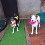 Mischling Amira, 09/2025, Endgröße ca. 45- 50 cm