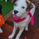 Mischling Amira, 09/2025, Endgröße ca. 45- 50 cm