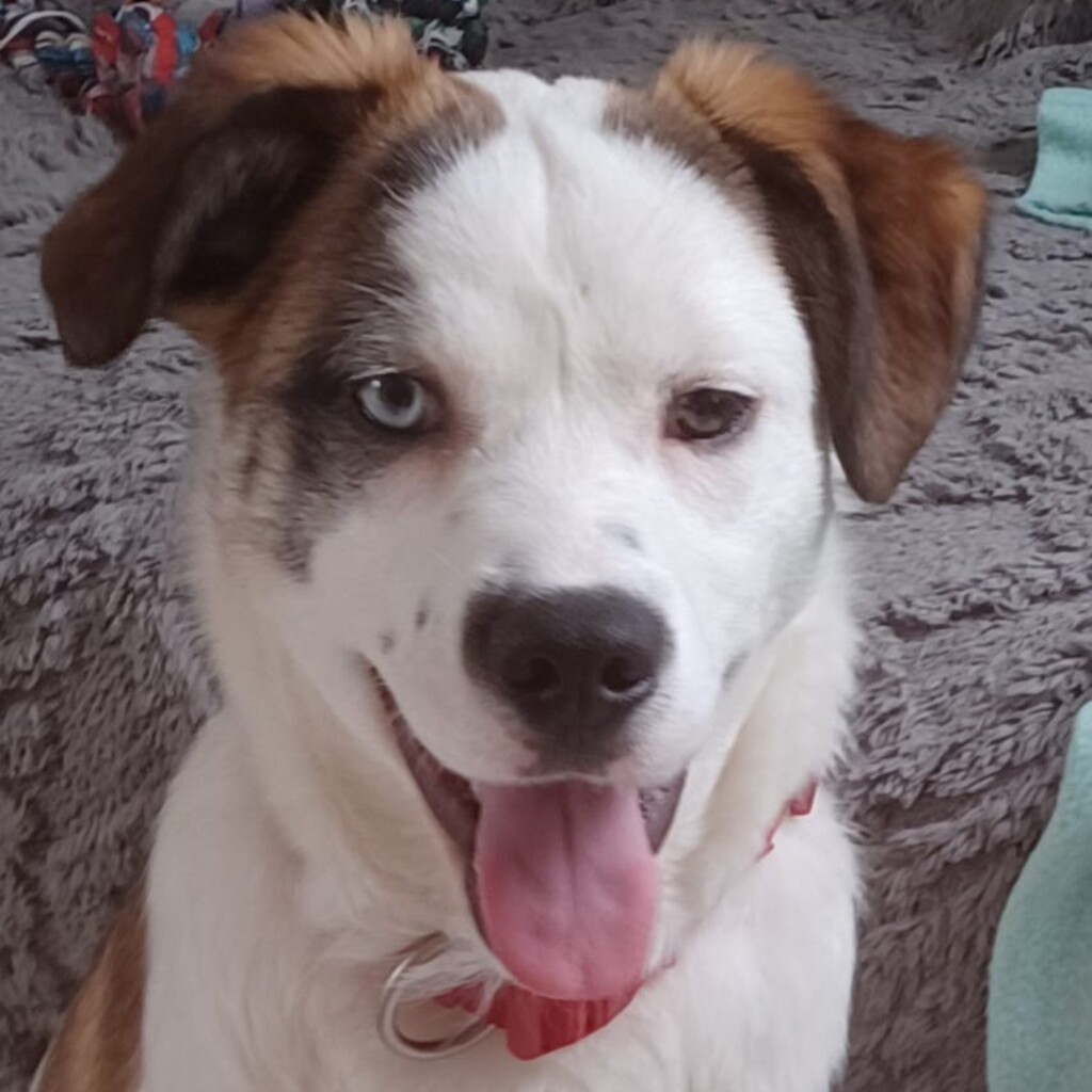 Mischling Amira, 09/2025, Endgröße ca. 48 cm, 22926 Ahrensburg