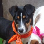 Mischling Amy, 09/2025, Endgröße ca. 45- 50 cm