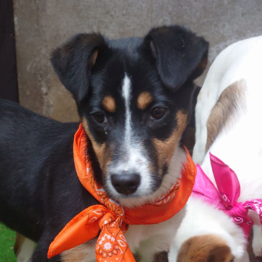 Mischling Amy, 09/2025, Endgröße ca. 45- 50 cm