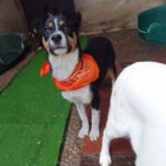 Mischling Amy, 09/2025, Endgröße ca. 45- 50 cm