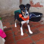 Mischling Amy, 09/2025, Endgröße ca. 45- 50 cm