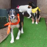 Mischling Amy, 09/2025, Endgröße ca. 45- 50 cm