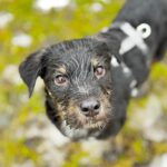 Mischling Anjali, 09/2025, Endgröße ca. 45- 50 cm, 24558 Henstedt Ulzburg