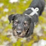 Mischling Anjali, 09/2025, Endgröße ca. 45- 50 cm, 24558 Henstedt Ulzburg