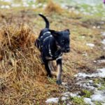 Mischling Anjali, 09/2025, Endgröße ca. 45- 50 cm, 24558 Henstedt Ulzburg