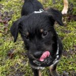 Mischling Anjali, 09/2025, Endgröße ca. 45- 50 cm, 24558 Henstedt Ulzburg