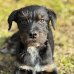 Mischling Anjali, 09/2025, Endgröße ca. 45- 50 cm, 24558 Henstedt Ulzburg