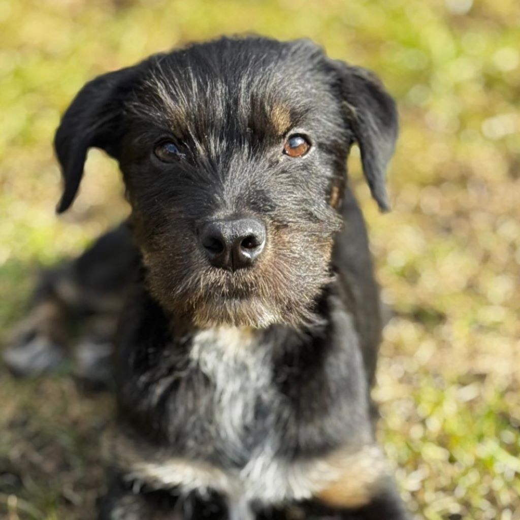 Mischling Anjali, 09/2025, Endgröße ca. 45- 50 cm, 24558 Henstedt Ulzburg