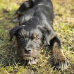 Mischling Anjali, 09/2025, Endgröße ca. 45- 50 cm, 24558 Henstedt Ulzburg