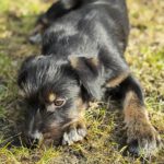 Mischling Anjali, 09/2025, Endgröße ca. 45- 50 cm, 24558 Henstedt Ulzburg