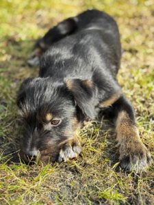 Mischling Anjali, 09/2025, Endgröße ca. 45- 50 cm, 24558 Henstedt Ulzburg