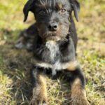 Mischling Anjali, 09/2025, Endgröße ca. 45- 50 cm, 24558 Henstedt Ulzburg