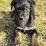 Mischling Anjali, 09/2025, Endgröße ca. 45- 50 cm, 24558 Henstedt Ulzburg