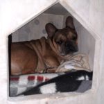 Franz. Bulldogge Anteros, 05/2018, ca. 35 cm, 29378 Wittingen