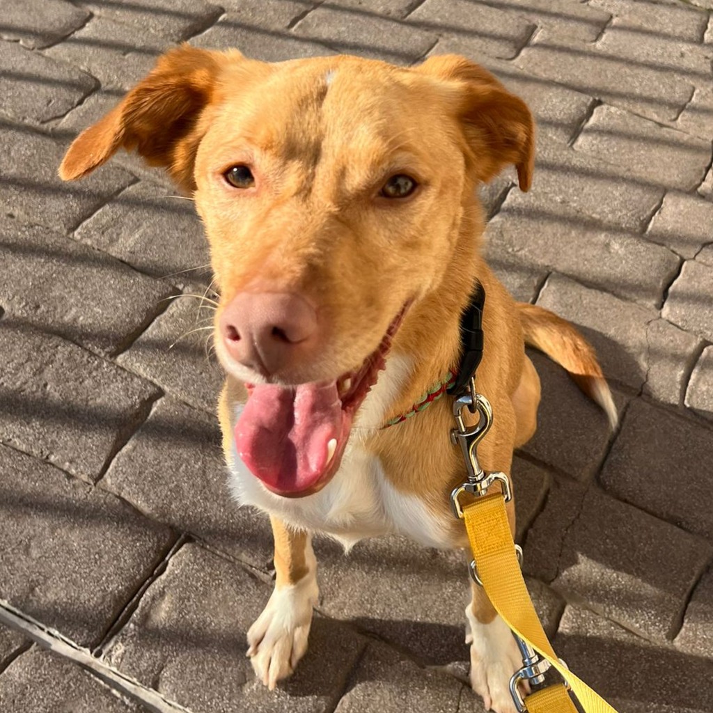 Podenco Mischling Apolo, 05/2022, ca. 45 cm