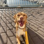 Podenco Mischling Apolo, 05/2022, ca. 45 cm