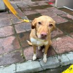 Podenco Mischling Apolo, 05/2022, ca. 45 cm