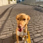 Podenco Mischling Apolo, 05/2022, ca. 45 cm